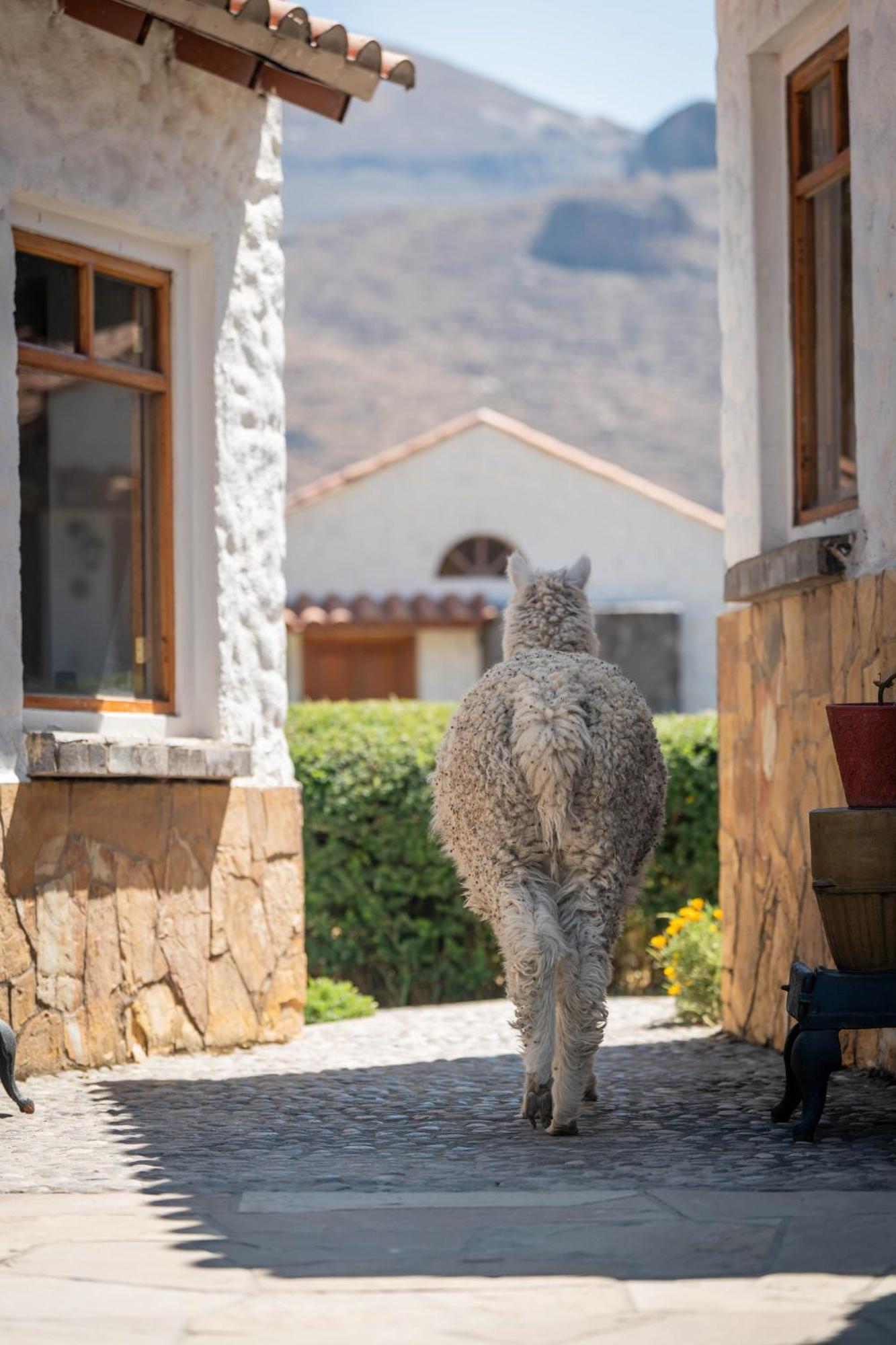 Casona Plaza Ecolodge Colca Yanque Exterior foto